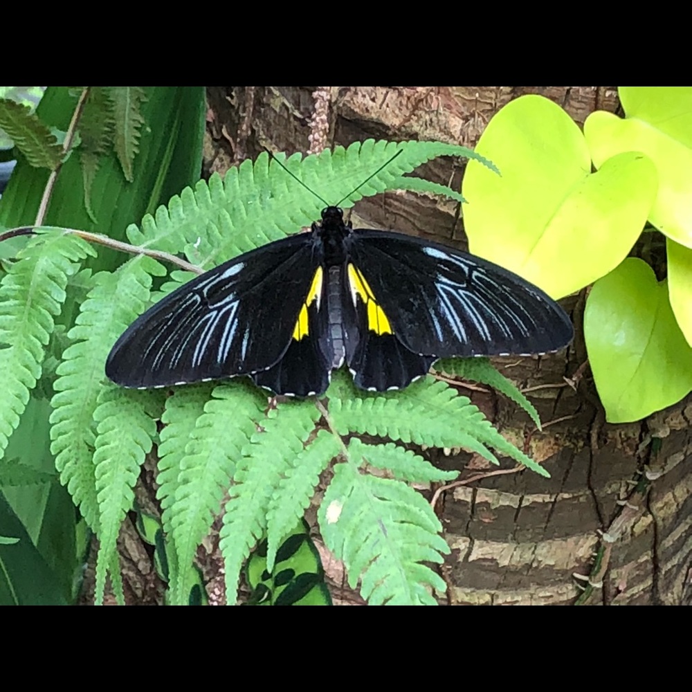 Meet your Posher, Allyzabethe